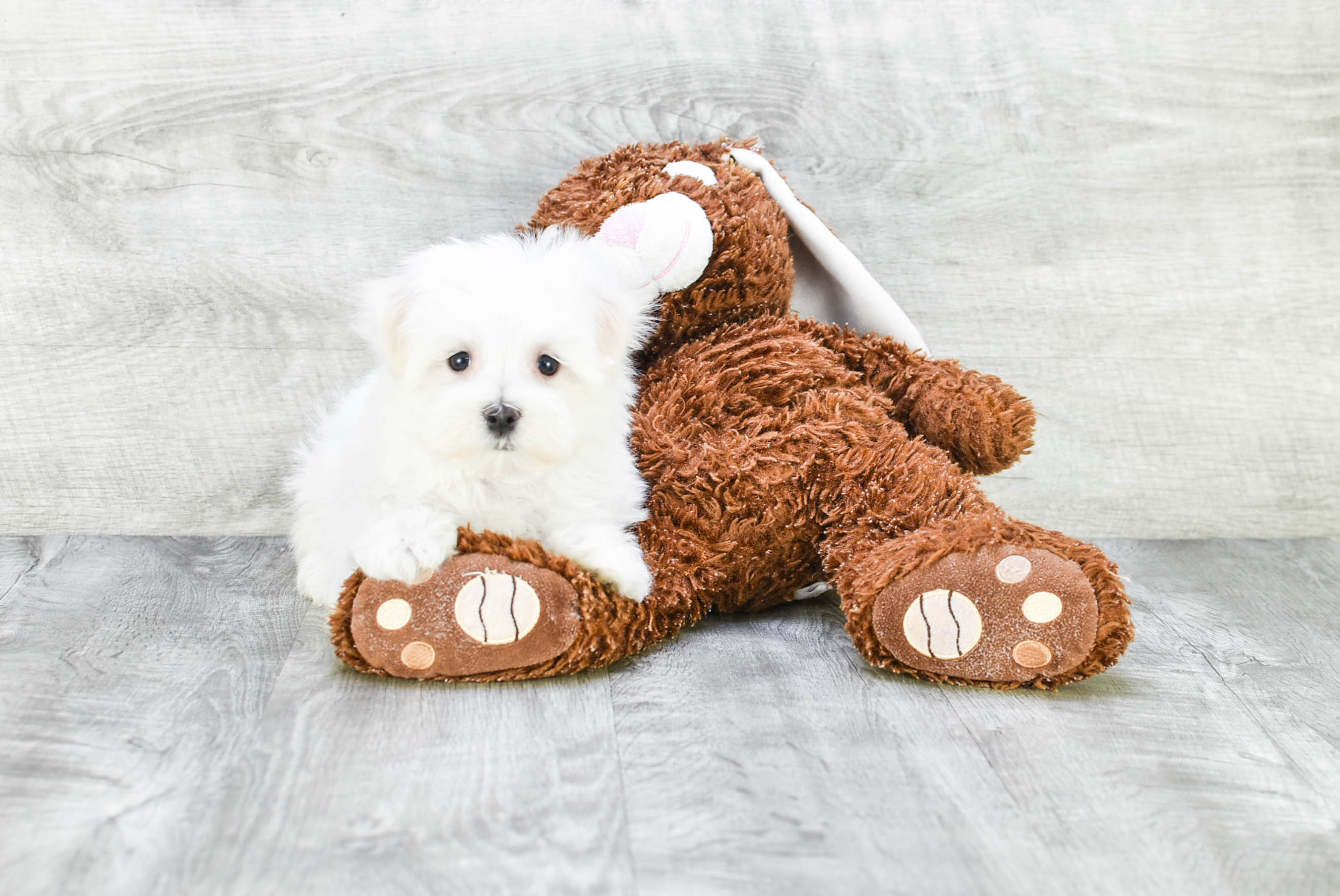 Petite Maltese Purebred Puppy