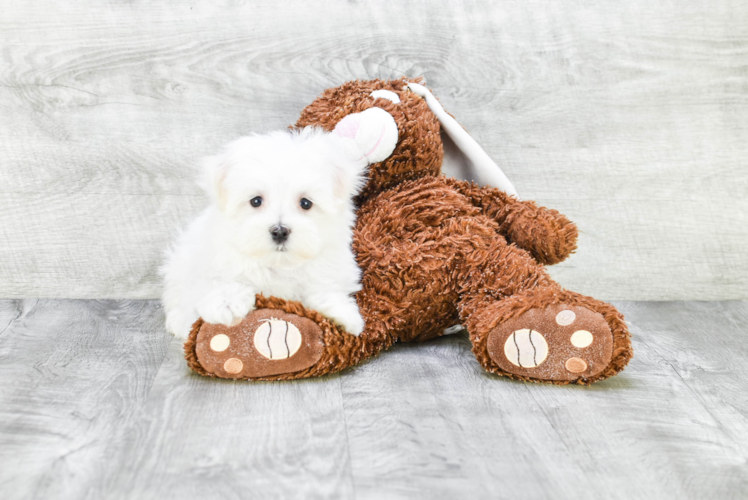 Petite Maltese Purebred Puppy