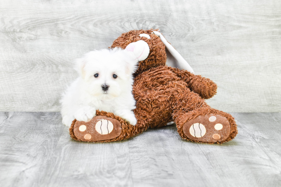 Petite Maltese Purebred Puppy
