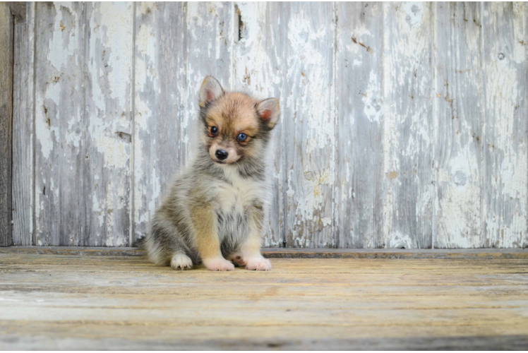 Pomsky Pup Being Cute