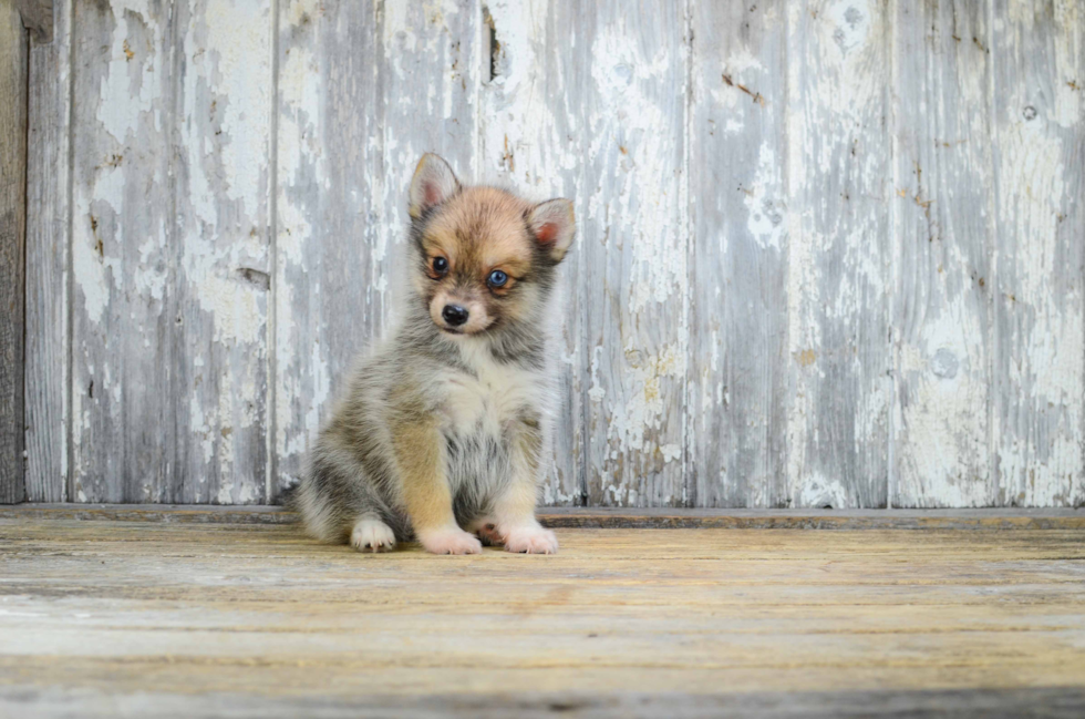 Pomsky Pup Being Cute