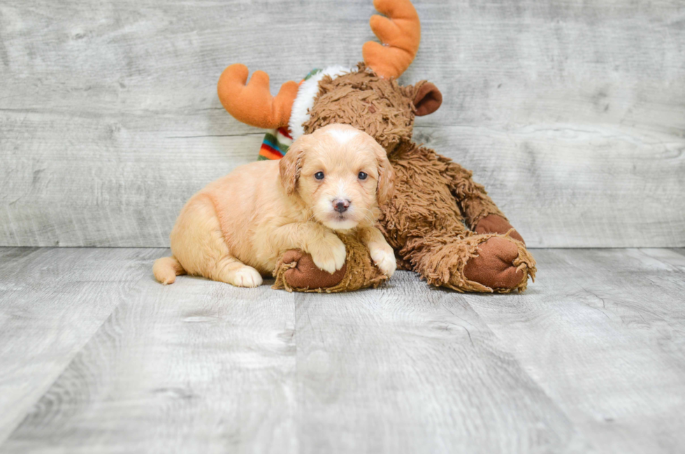 Hypoallergenic Golden Retriever Poodle Mix Puppy