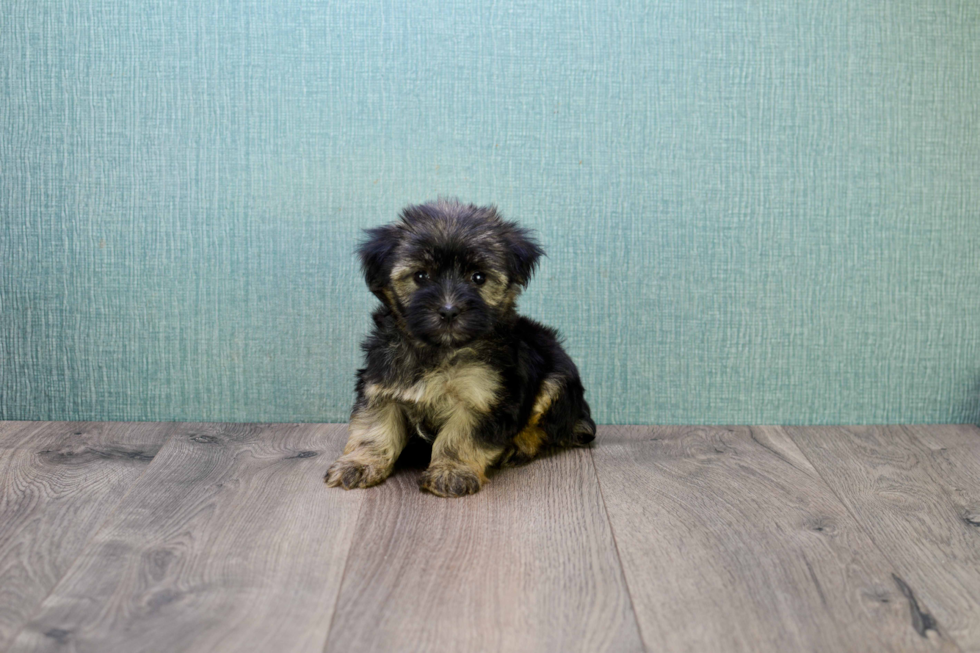 Energetic Yorkie Designer Puppy