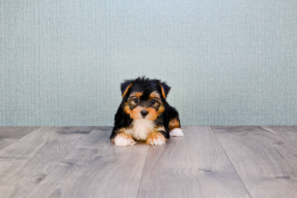 Meet Diddy - our Yorkshire Terrier Puppy Photo 