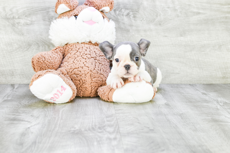 Akc Registered French Bulldog Baby