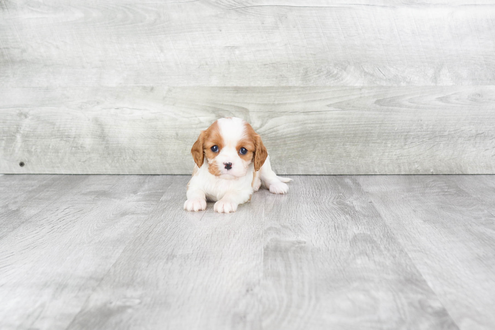 Best Cavalier King Charles Spaniel Baby