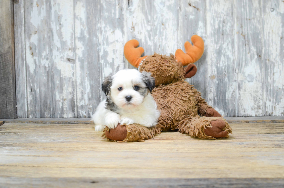 Cute Teddy Bear Baby