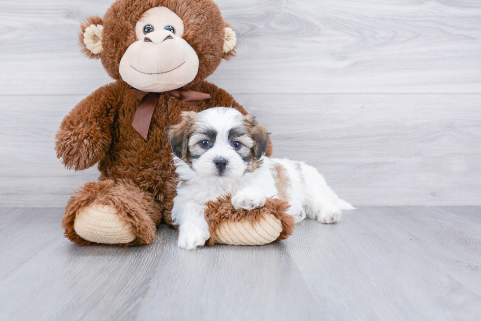 Friendly Teddy Bear Baby