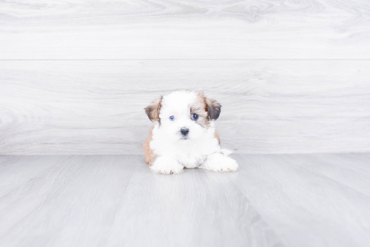 Adorable Shorkie Designer Puppy