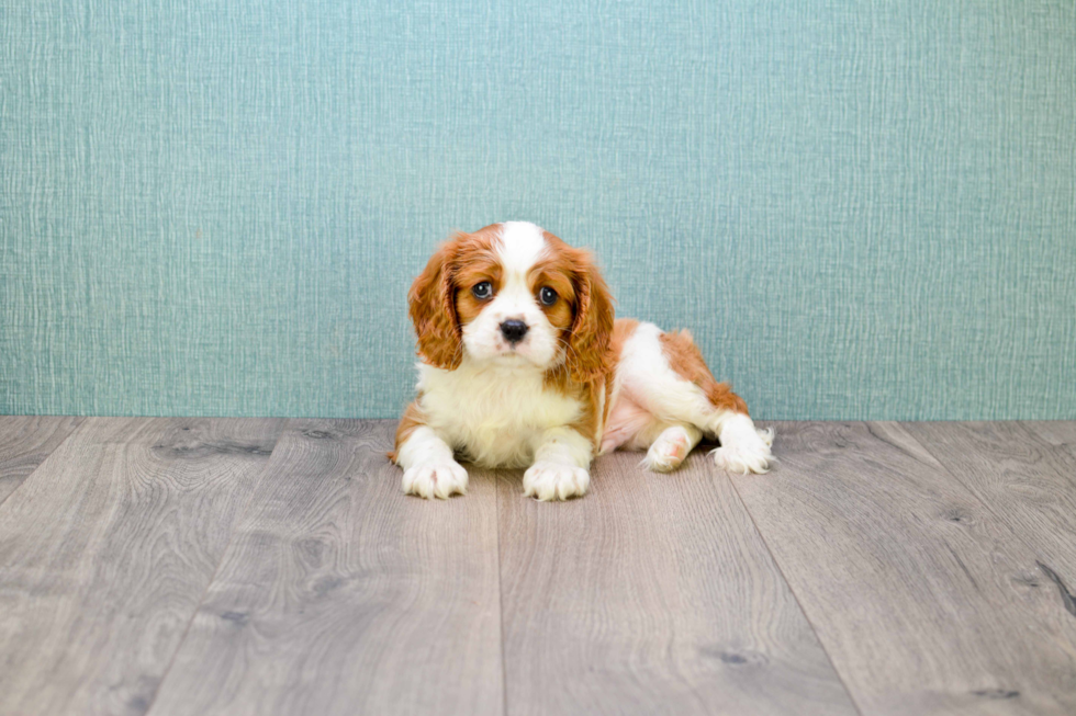 Best Cavalier King Charles Spaniel Baby