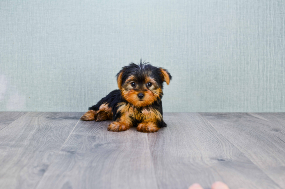 Meet Izzie - our Yorkshire Terrier Puppy Photo 