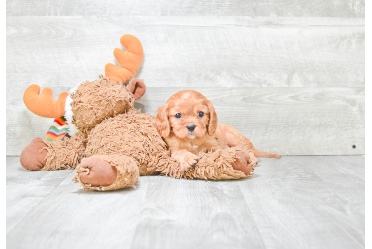 Cavapoo Pup Being Cute