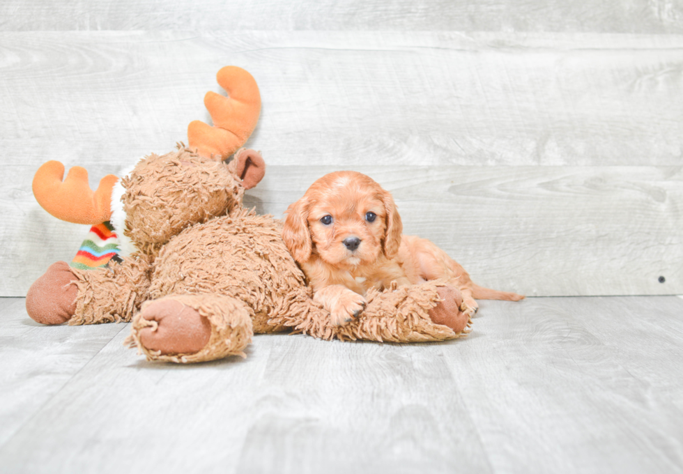 Cavapoo Pup Being Cute