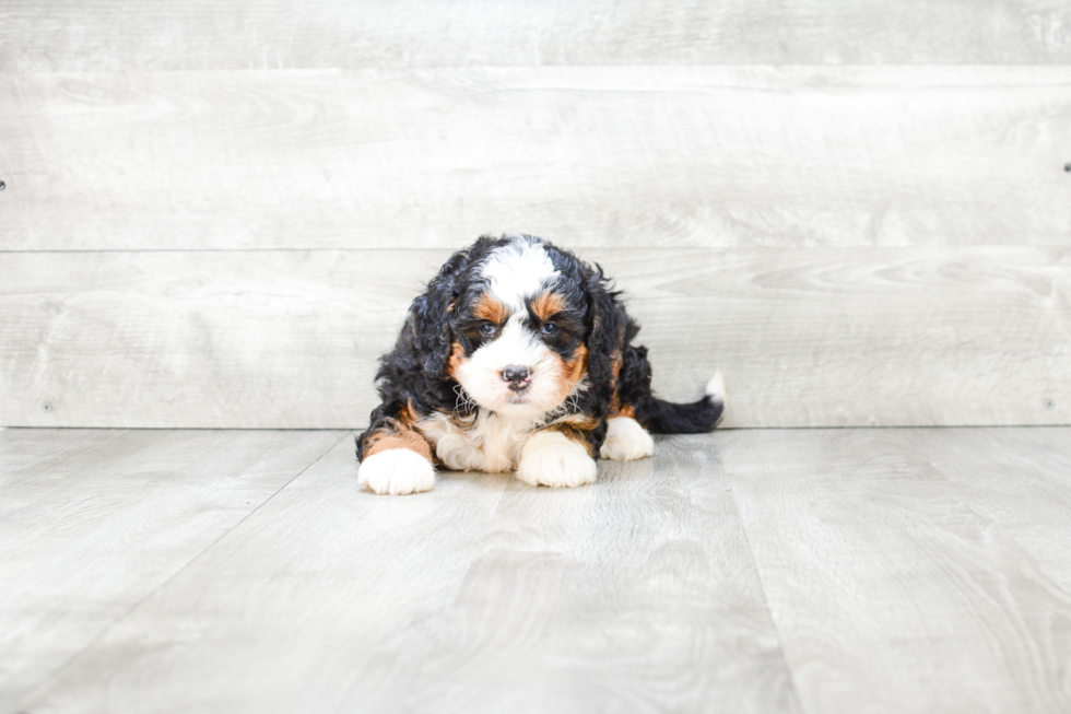 Petite Mini Bernedoodle Poodle Mix Pup