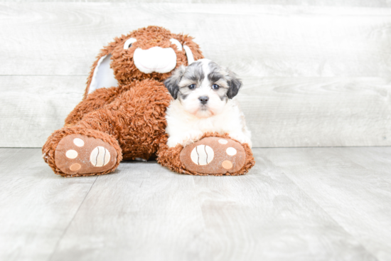 Hypoallergenic Shi Chon Designer Puppy