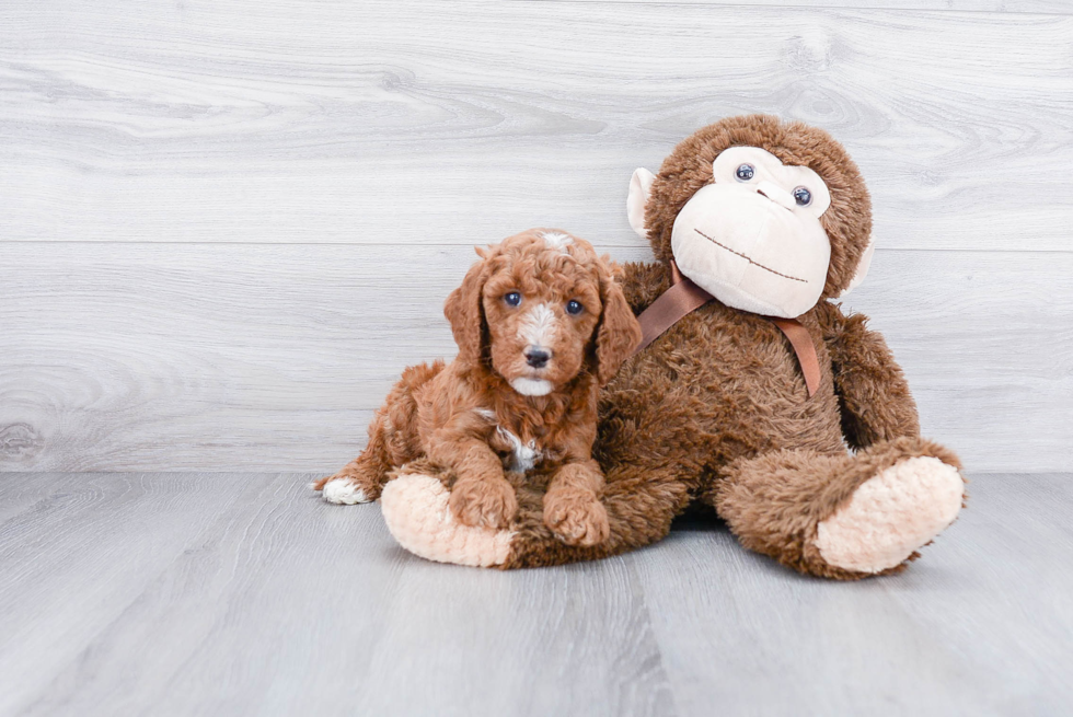 Best Mini Goldendoodle Baby