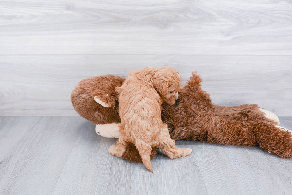 Cavapoo Puppy for Adoption