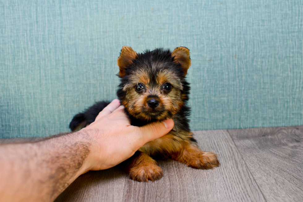 Meet Twinkle - our Yorkshire Terrier Puppy Photo 