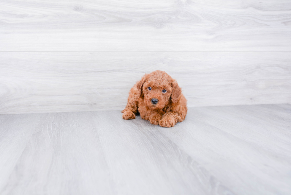 Playful Golden Retriever Poodle Mix Puppy