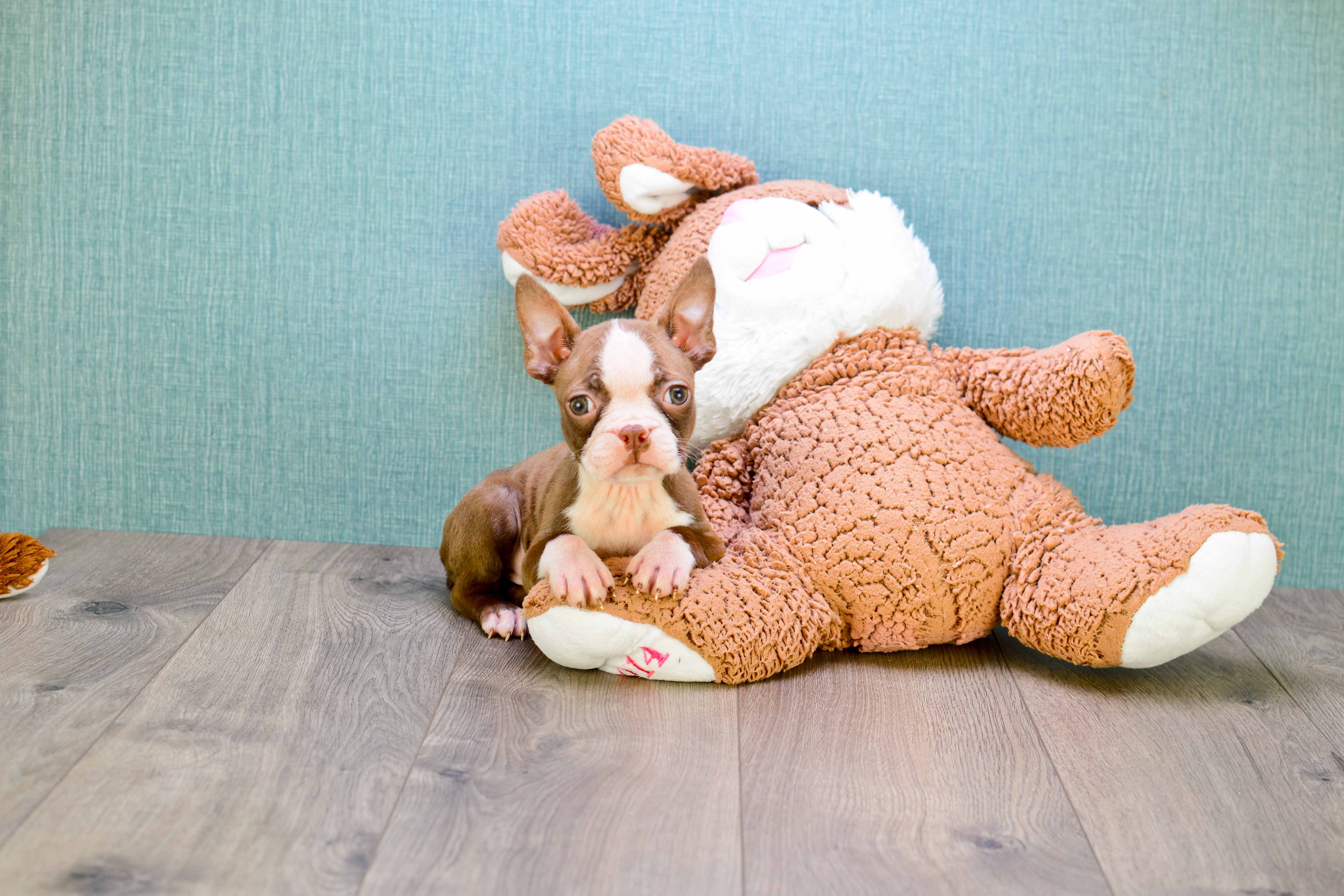 Boston Terrier Pup Being Cute