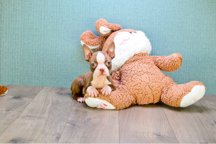 Boston Terrier Pup Being Cute