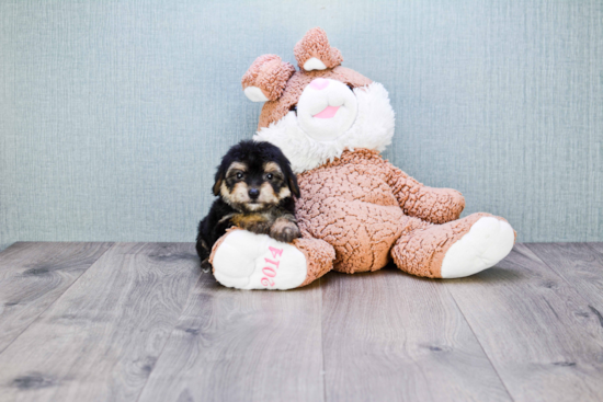 Morkie Pup Being Cute