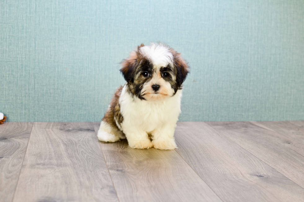 Teddy Bear Pup Being Cute