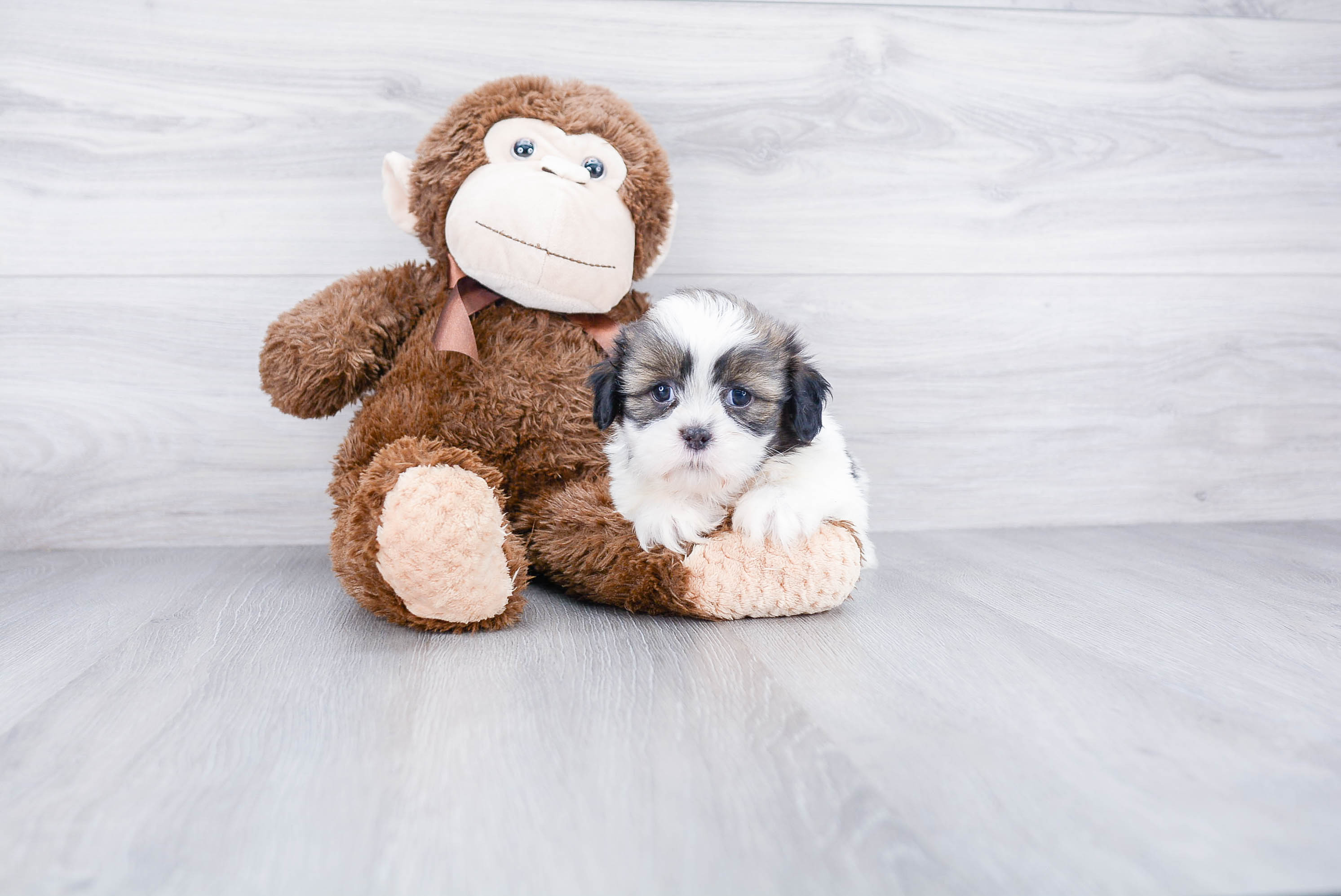 Teddy Bear Pup Being Cute