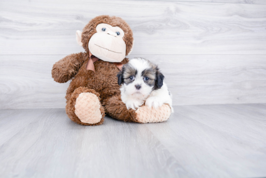 Teddy Bear Pup Being Cute