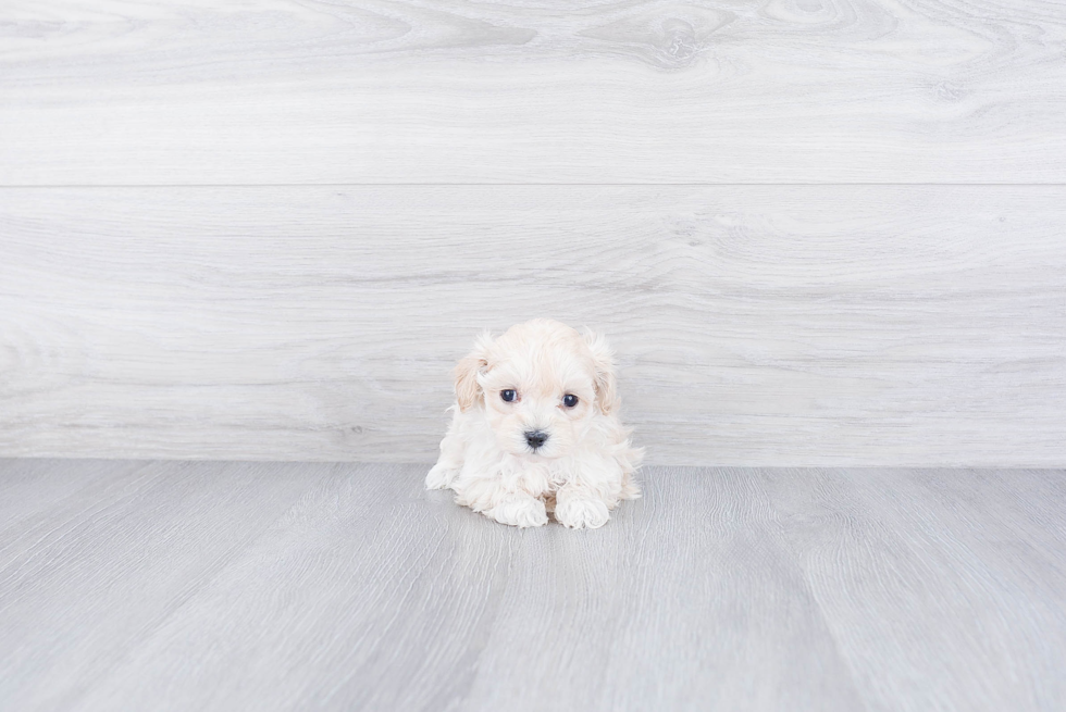 Petite Maltipoo Poodle Mix Pup