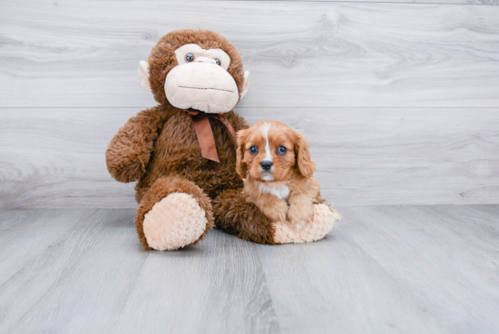 Cavalier King Charles Spaniel Pup Being Cute