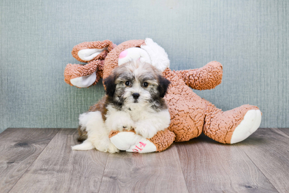 Akc Registered Havanese Baby