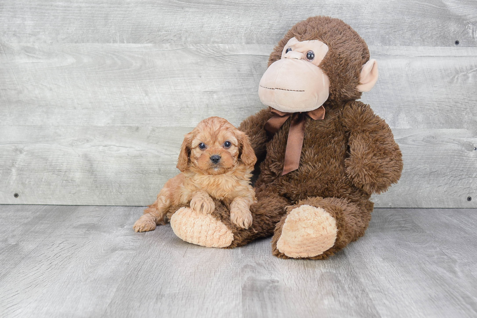 Cavapoo Pup Being Cute