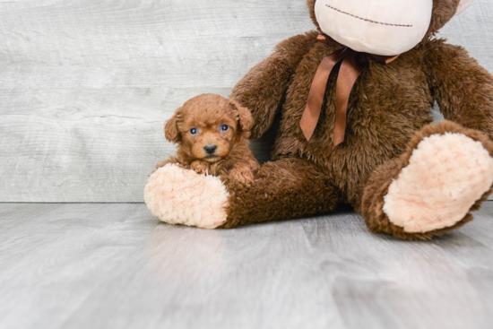 Poodle Pup Being Cute