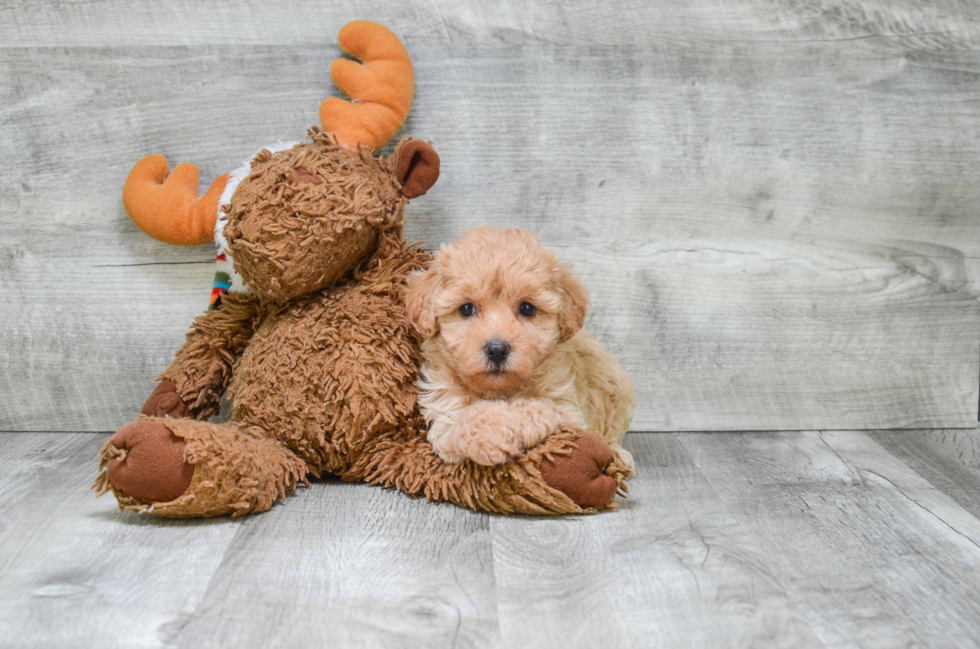 Energetic Cavoodle Poodle Mix Puppy