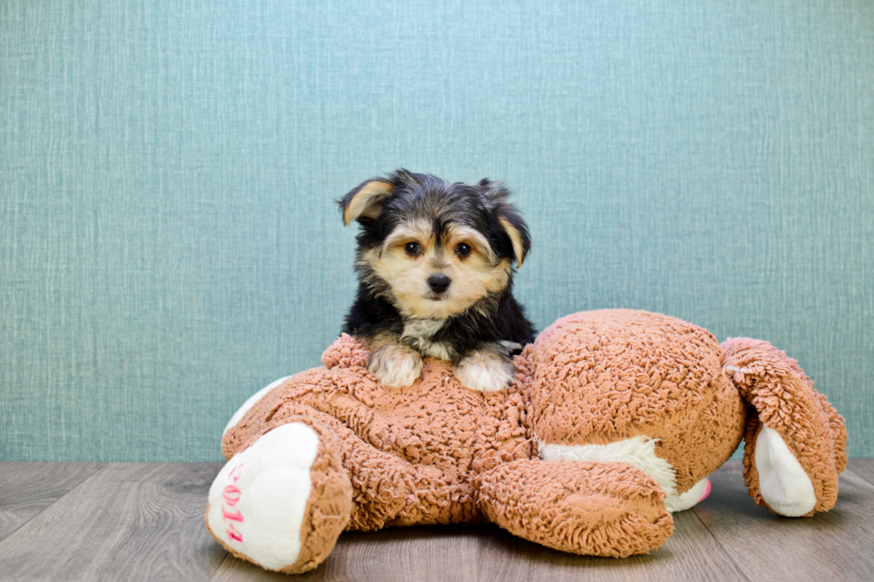 Morkie Pup Being Cute