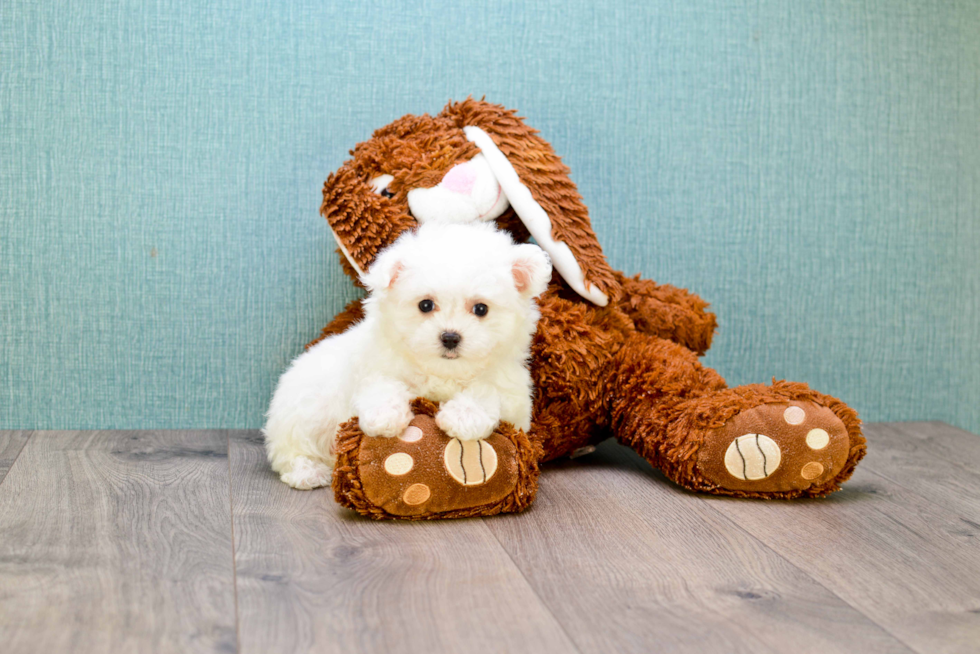 Maltese Puppy for Adoption