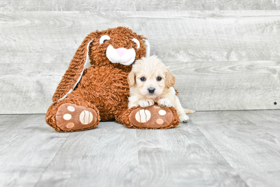 Best Cavachon Baby