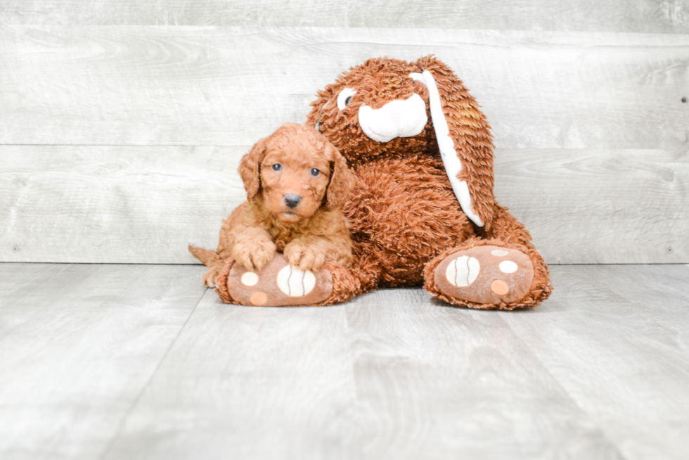 Best Mini Goldendoodle Baby