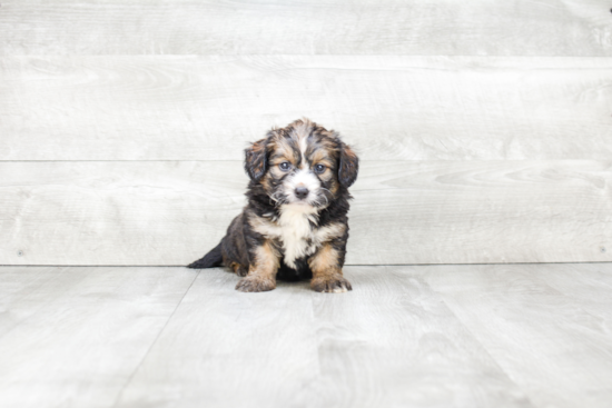 Mini Bernedoodle Puppy for Adoption