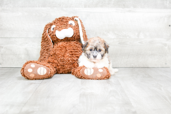 Havanese Puppy for Adoption