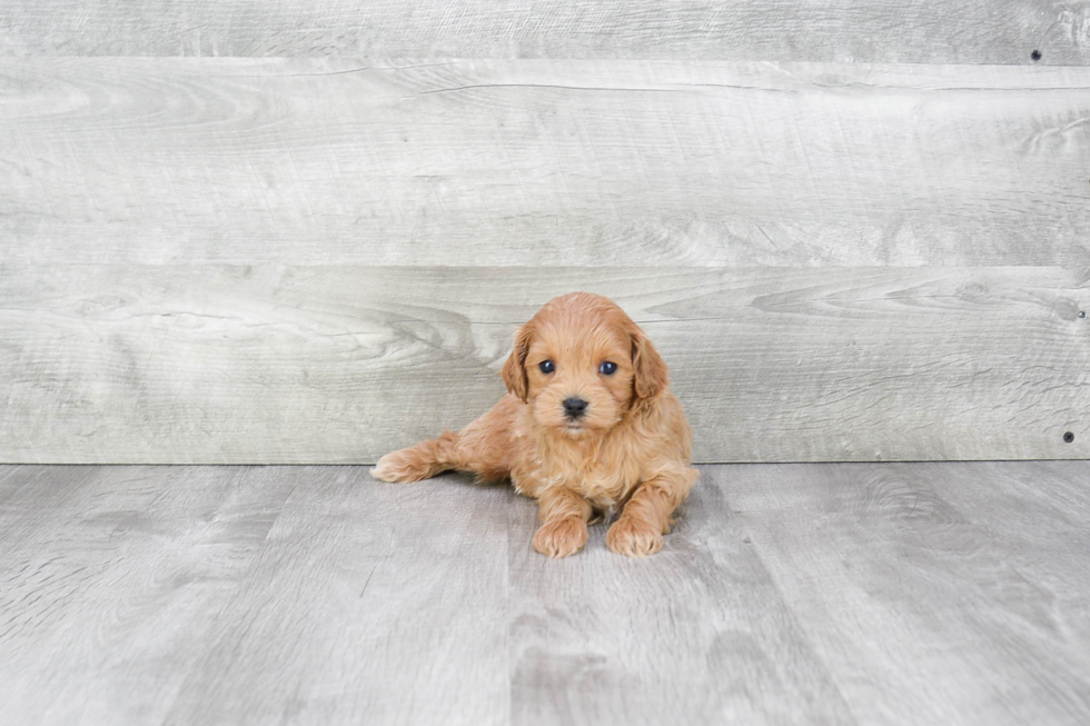 Cavapoo Pup Being Cute