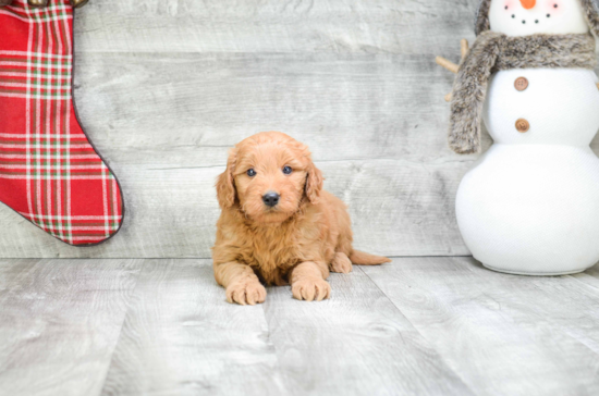 Mini Goldendoodle Puppy for Adoption