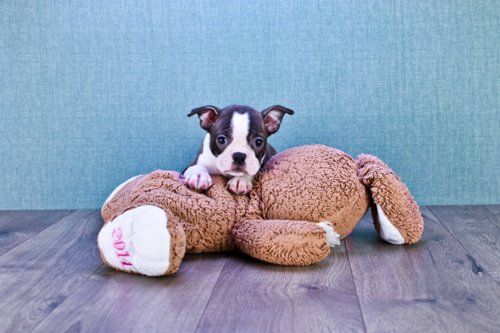 Popular Boston Terrier Purebred Pup