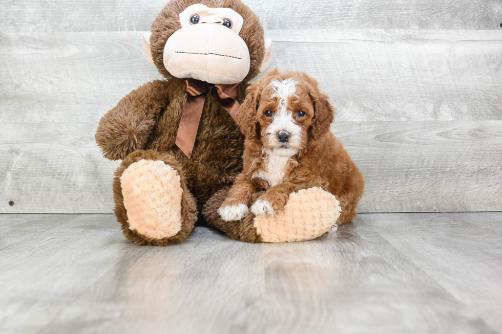 Funny Mini Goldendoodle Poodle Mix Pup