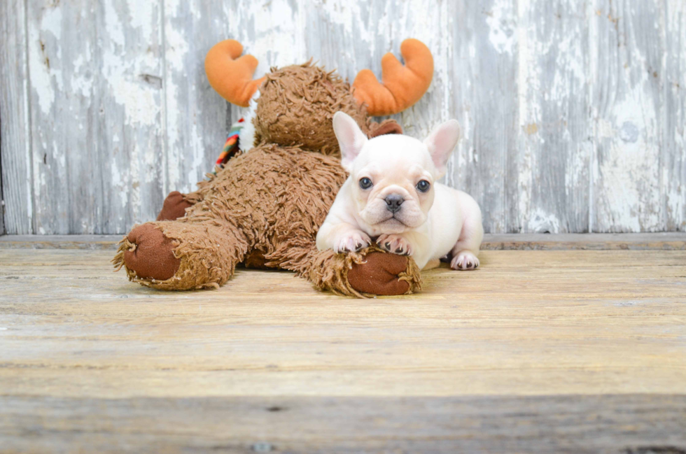 French Bulldog Pup Being Cute