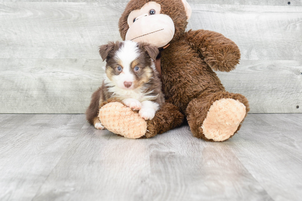 Mini Aussiedoodle Pup Being Cute