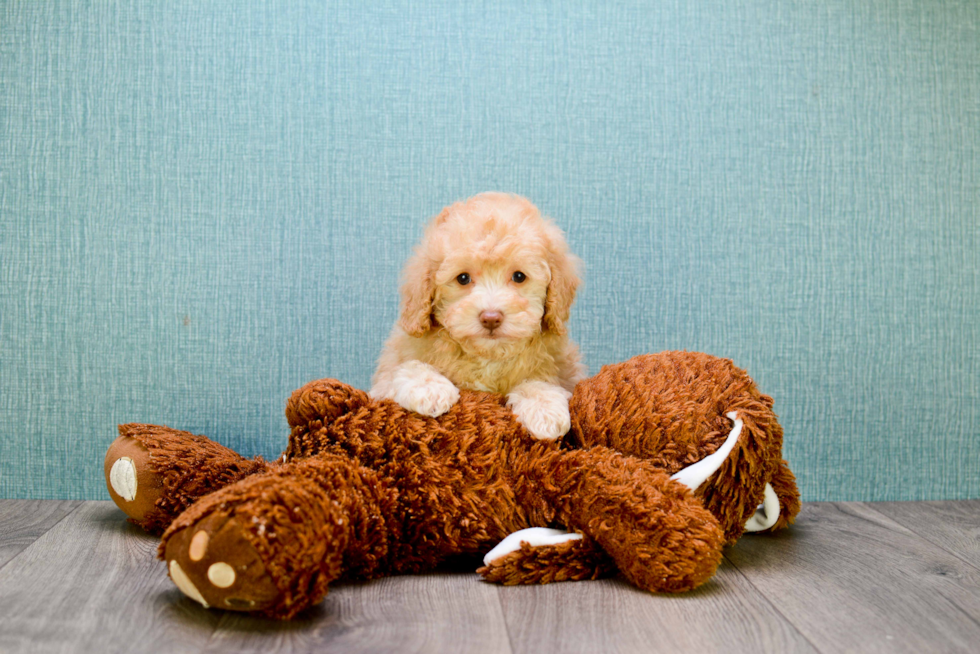 Cavapoo Pup Being Cute