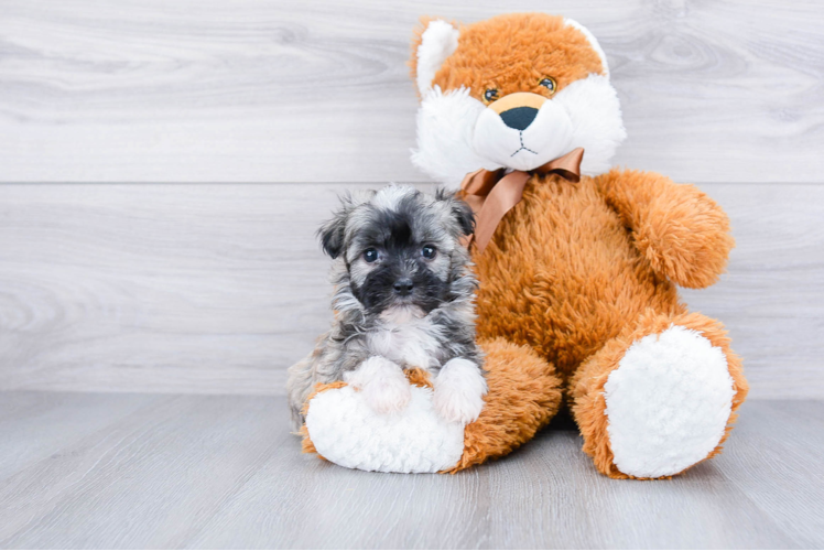 Funny Havanese Purebred Pup