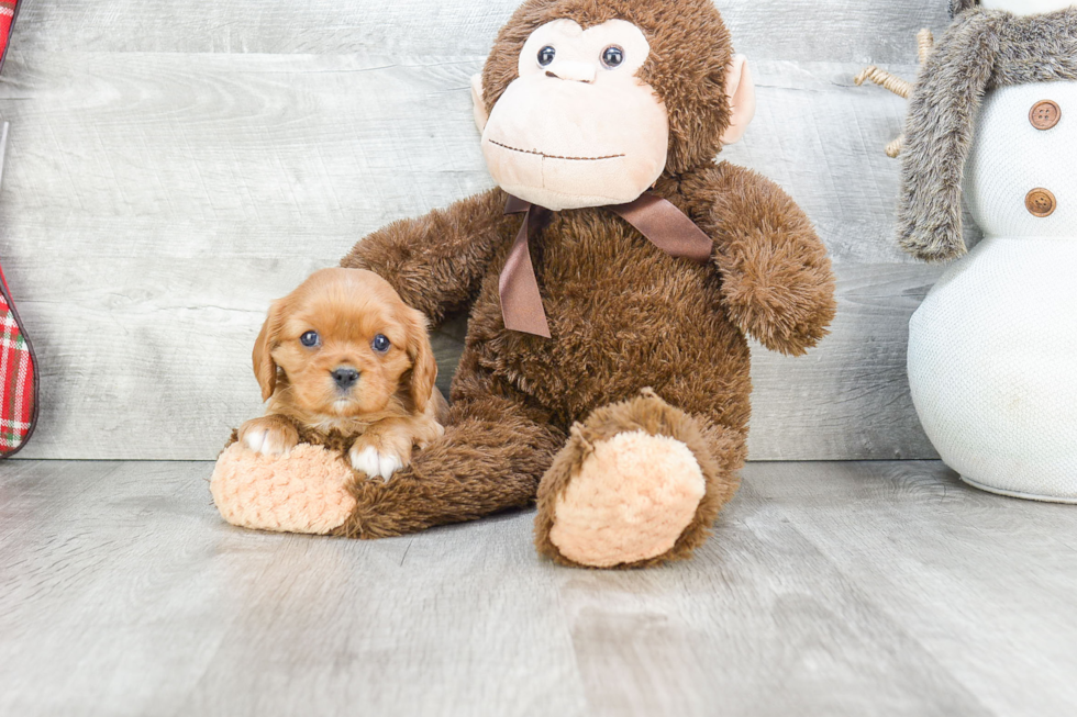 Hypoallergenic Cavalier King Charles Spaniel Purebred Pup